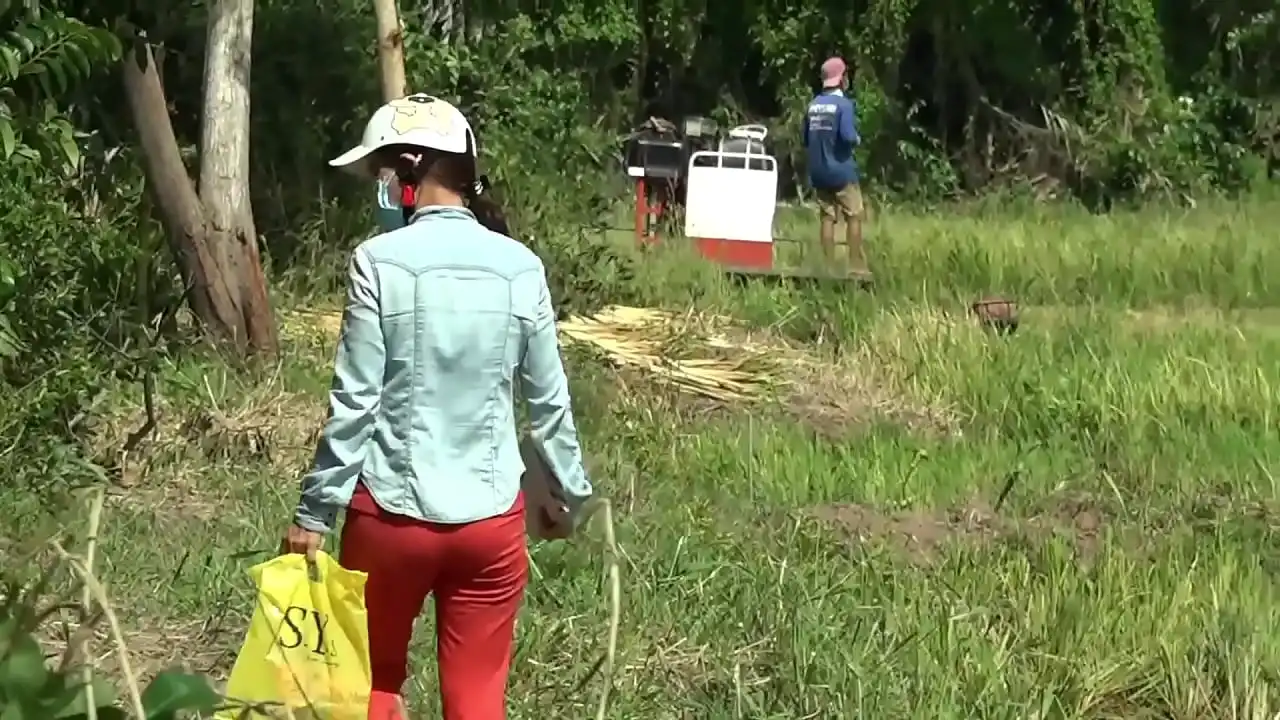 Filmar secretamente o casal na esperança de que a irmã vizinha vá ao campo cortar arroz